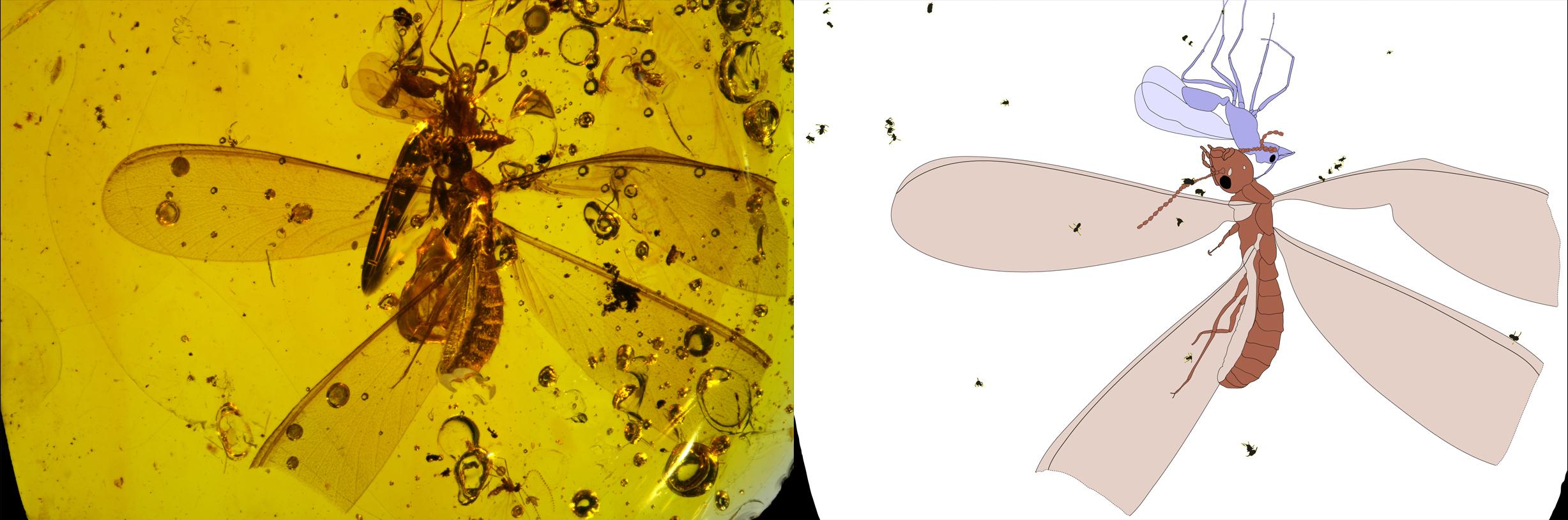 Distribution of springtails on termite and ant hosts within ~ 16 Ma old Dominican amber, and illustration of location of springtails on social insects. (Credit: N. Robin, C. D’Haese and P. Barden)