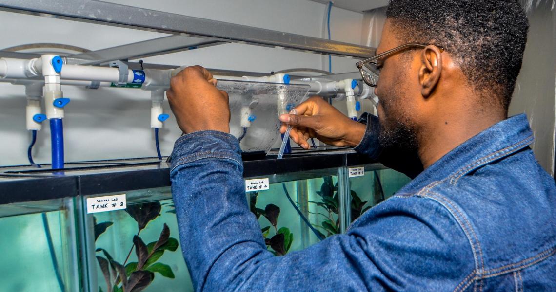 Feeding fish in Daphne Soares's lab